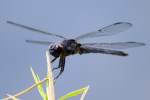 Slaty Skimmer  Dragonfly