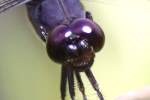 Slaty Skimmer  Dragonfly