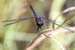 Slaty Skimmer  Dragonfly