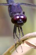 Slaty Skimmer  Dragonfly