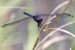 Slaty Skimmer  Dragonfly