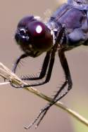 Slaty Skimmer  Dragonfly