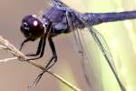 Slaty Skimmer  Dragonfly