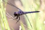 Slaty Skimmer  Dragonfly