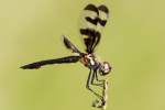 Banded Pennant Dragonfly