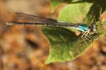 Damselfly