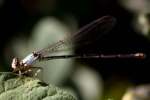 Damselfly