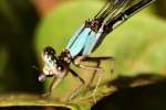 Damselfly