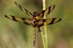 Brown-spotted Yellow-wing Dragonfly