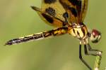 Brown-spotted Yellow-wing Dragonfly