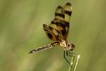 Brown-spotted Yellow-wing Dragonfly