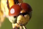 Brown-spotted Yellow-wing Dragonfly