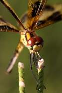 Brown-spotted Yellow-wing Dragonfly