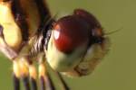 Brown-spotted Yellow-wing Dragonfly