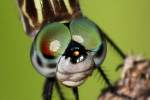 Blue Dasher Dragonfly