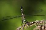 Blue Dasher Dragonfly