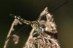 Blue Dasher Dragonfly