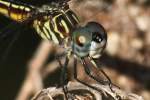 Blue Dasher Dragonfly