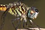 Blue Dasher Dragonfly