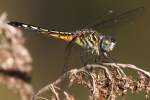 Blue Dasher Dragonfly