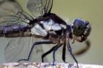 Great Blue Skimmer Dragonfly