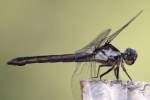 Great Blue Skimmer Dragonfly