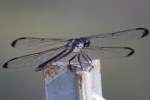 Great Blue Skimmer Dragonfly