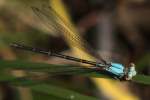 Damselfly