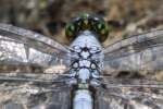 Green Clearwing / Eastern Pondhawk Dragonfly