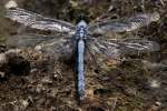 Green Clearwing / Eastern Pondhawk Dragonfly