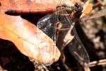 Blue-faced Meadowhawk