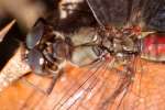 Blue-faced Meadowhawk