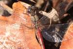 Blue-faced Meadowhawk