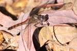 Blue-faced Meadowhawk