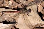 Blue-faced Meadowhawk