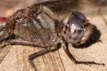 Blue-faced Meadowhawk