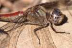 Blue-faced Meadowhawk