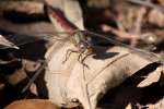 Blue-faced Meadowhawk