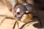 Blue-faced Meadowhawk