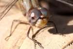 Blue-faced Meadowhawk