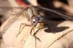 Blue-faced Meadowhawk