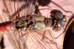 Blue-faced Meadowhawk