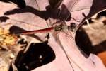 Blue-faced Meadowhawk