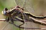 Lancet Clubtail Dragonfly