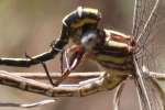 Lancet Clubtail Dragonfly