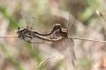 Lancet Clubtail Dragonfly