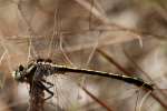 Lancet Clubtail Dragonfly