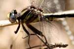 Lancet Clubtail Dragonfly