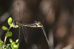 Lancet Clubtail Dragonfly