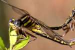 Lancet Clubtail Dragonfly